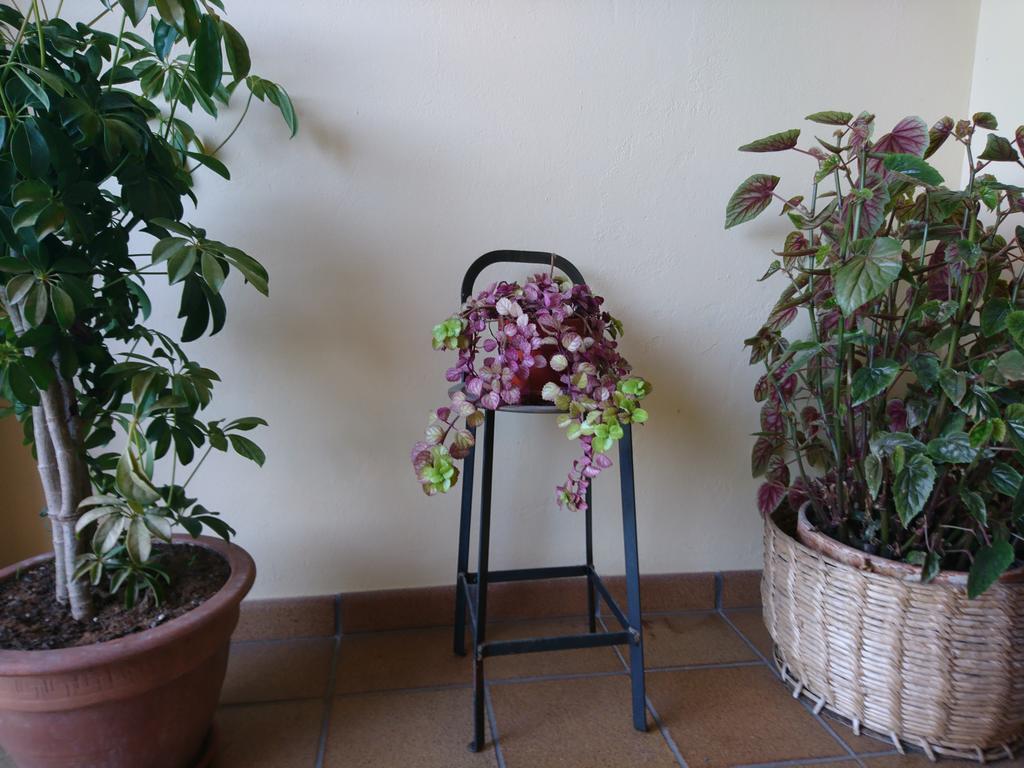 Posada El Jardin Santillana del Mar Ngoại thất bức ảnh